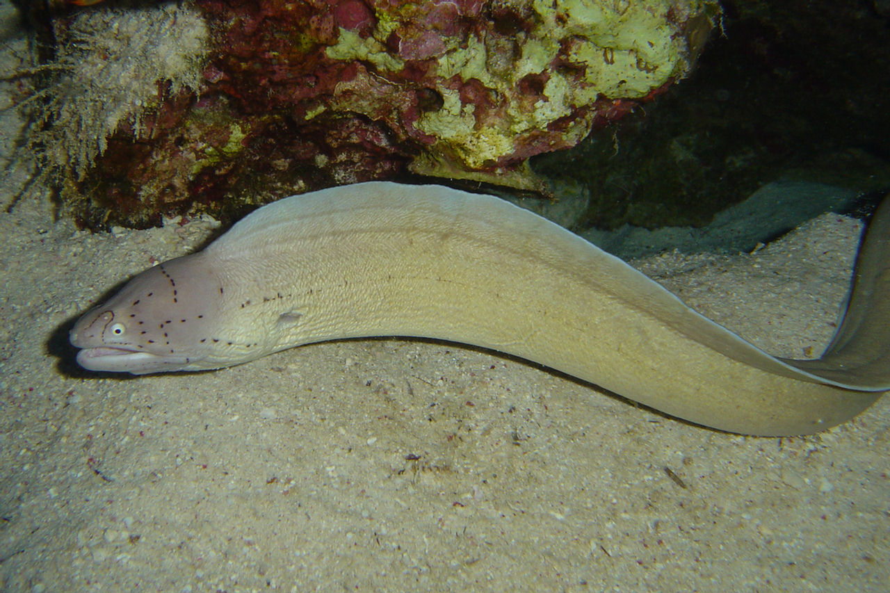 Gymnothorax griseus (Murena grigia)